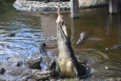 Maurice : Parc aux crocodiles et usine de thé excursion avec dégustation