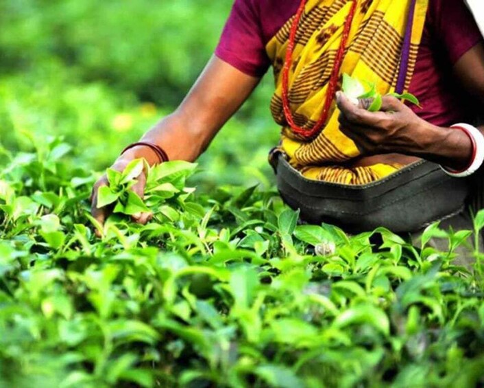 Picture 1 for Activity Mauritius: Crocodile Park and Tea Factory Tour with Tasting