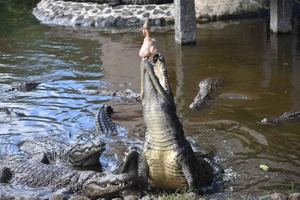 Mauricio: recorrido por el parque de cocodrilos y la fábrica de té con degu...