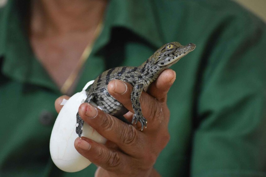 Picture 7 for Activity Mauritius: Crocodile Park and Tea Factory Tour with Tasting