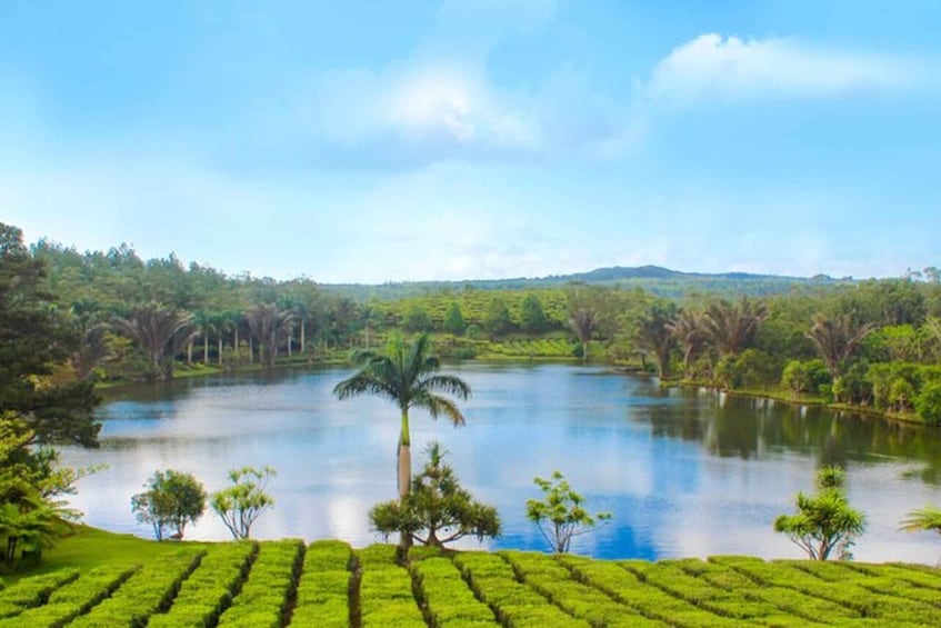 Picture 2 for Activity Mauritius: Crocodile Park and Tea Factory Tour with Tasting