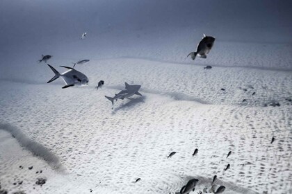 Playa del Carmen: Bull Shark Diving Experience