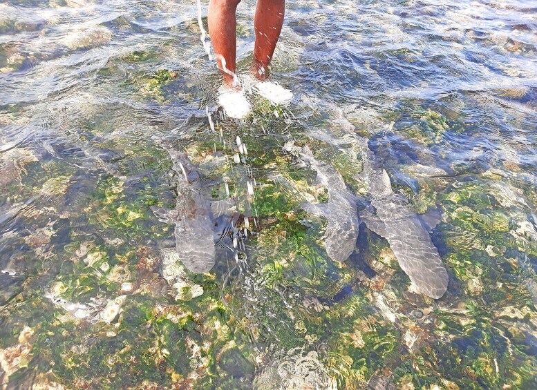 Picture 4 for Activity Sal Island: Private Shark Watching & Floating Experience