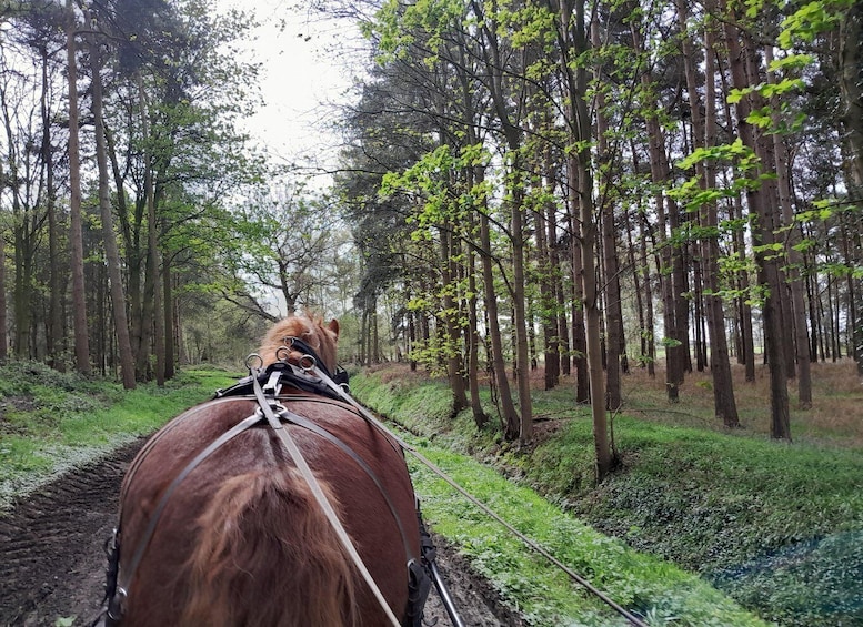 Picture 6 for Activity York: Private Horse-Drawn Carriage Ride and Afternoon Tea