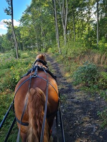 York: paseo privado en carruaje tirado por caballos y té de la tarde