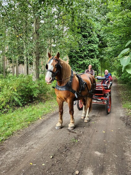 Picture 2 for Activity York: Private Horse-Drawn Carriage Ride and Afternoon Tea