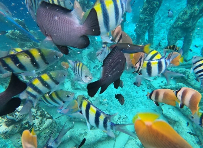 Picture 3 for Activity From Gili Trawangan: Small Group Sunset Snorkeling Tour