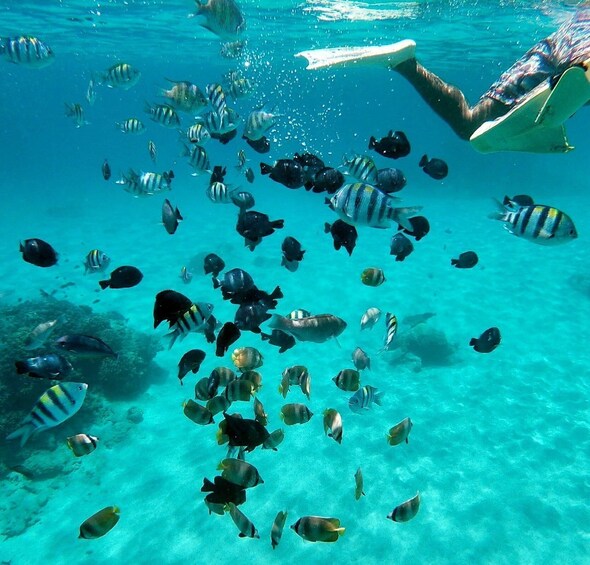 Picture 2 for Activity Bali: All-Inclusive Snorkeling at Blue Lagoon Beach