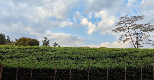 Nairobi: Kiambethu Tea Farm päiväretki lounaalla