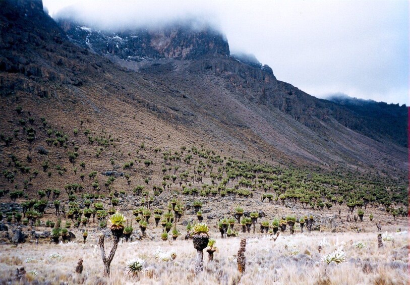 4 DAYS 3 NIGHT MT KENYA CLIMBING