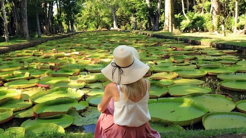 North Tour: Port Louis, Caudan, Citadelle, Botanical Garden