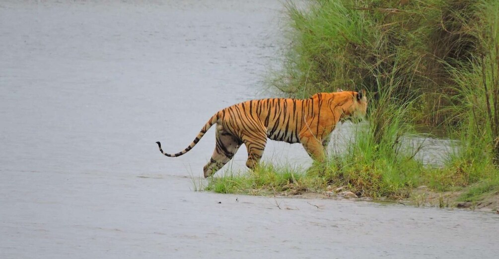 Picture 4 for Activity Tiger Tracking Wildlife Safari Tour in Bardia