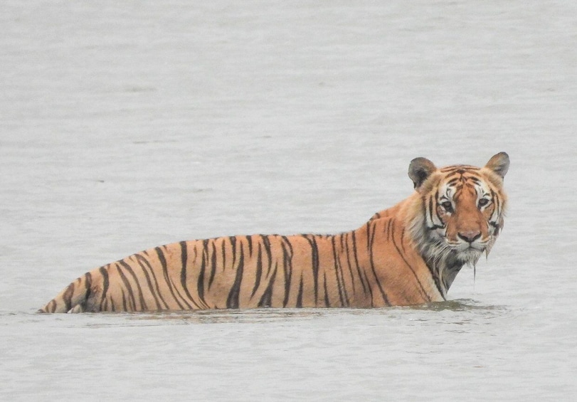 Tiger Tracking Wildlife Safari Tour in Bardia