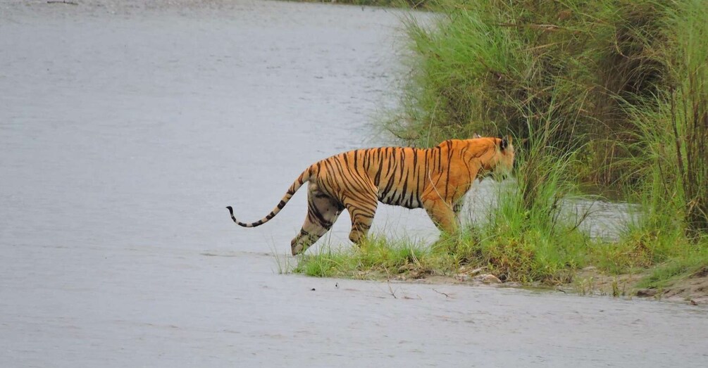 Picture 4 for Activity Tiger Tracking Wildlife Safari Tour in Bardia