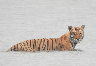 Tiger Tracking Wildlife Safari Tour i Bardia