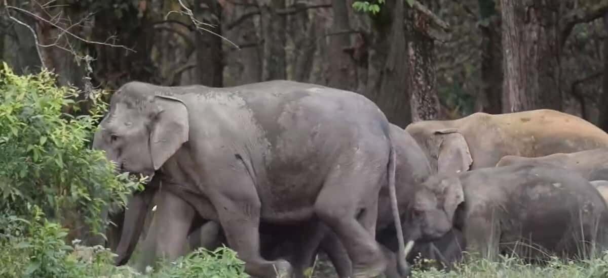 Picture 1 for Activity Tiger Tracking Wildlife Safari Tour in Bardia