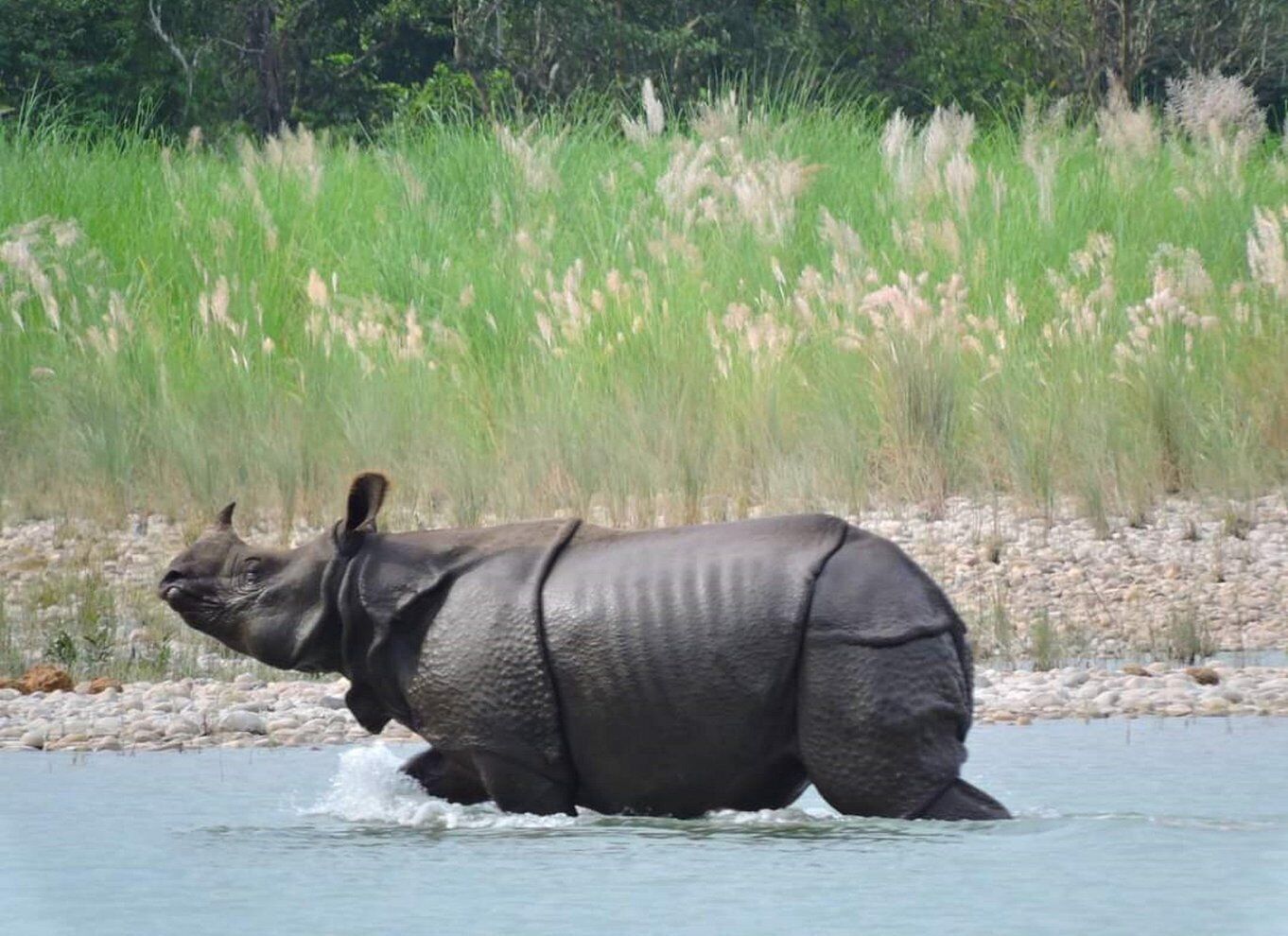 Picture 5 for Activity Tiger Tracking Wildlife Safari Tour in Bardia