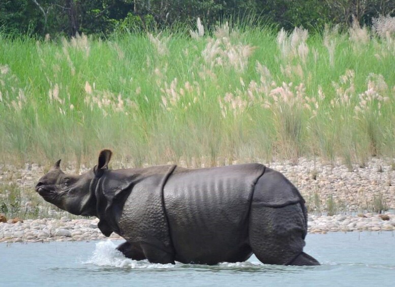 Picture 5 for Activity Tiger Tracking Wildlife Safari Tour in Bardia