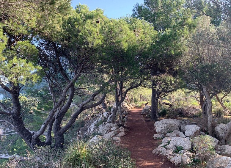 Picture 11 for Activity Valldemossa: Town and the most beautiful viewpoints