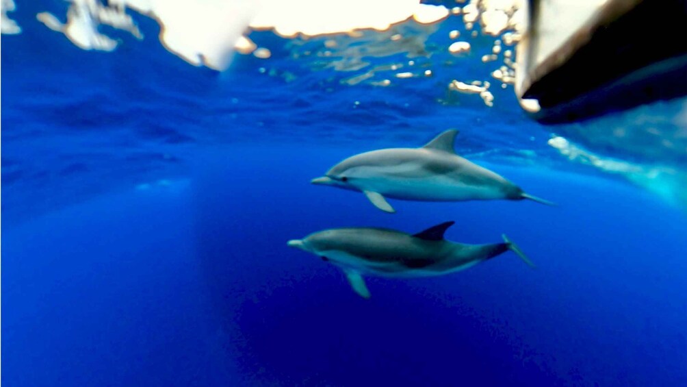 Picture 5 for Activity Giardini Naxos: Taormina Coast Boat Tour with Snorkeling