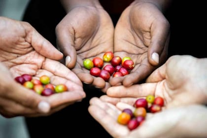 Traditional Coffee Experience ( Bean to Brew)