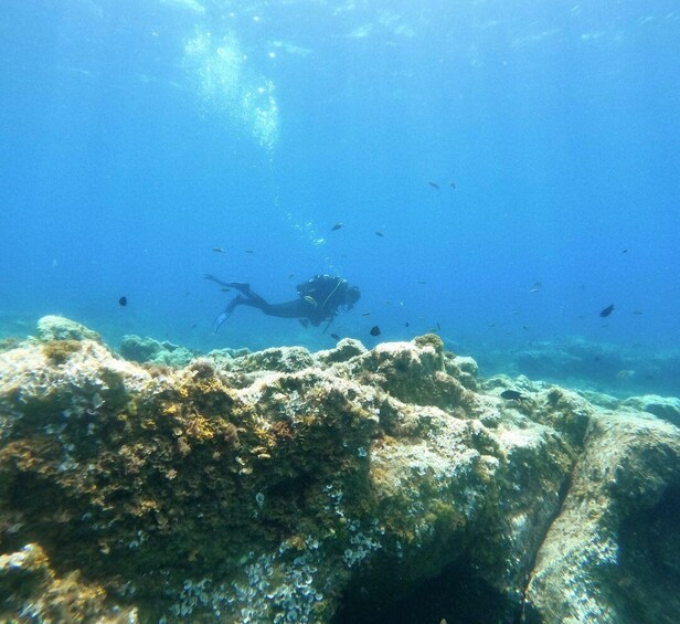 Tenerife: Puerto Colon Certified Scuba Dive by Speed Boat