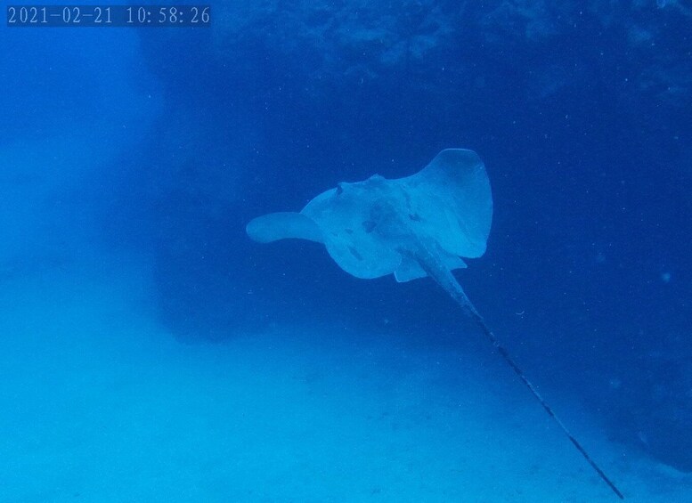 Picture 4 for Activity Tenerife: Puerto Colon Certified Scuba Dive by Speed Boat