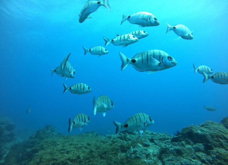 Picture 8 for Activity Tenerife: Puerto Colon Certified Scuba Dive by Speed Boat