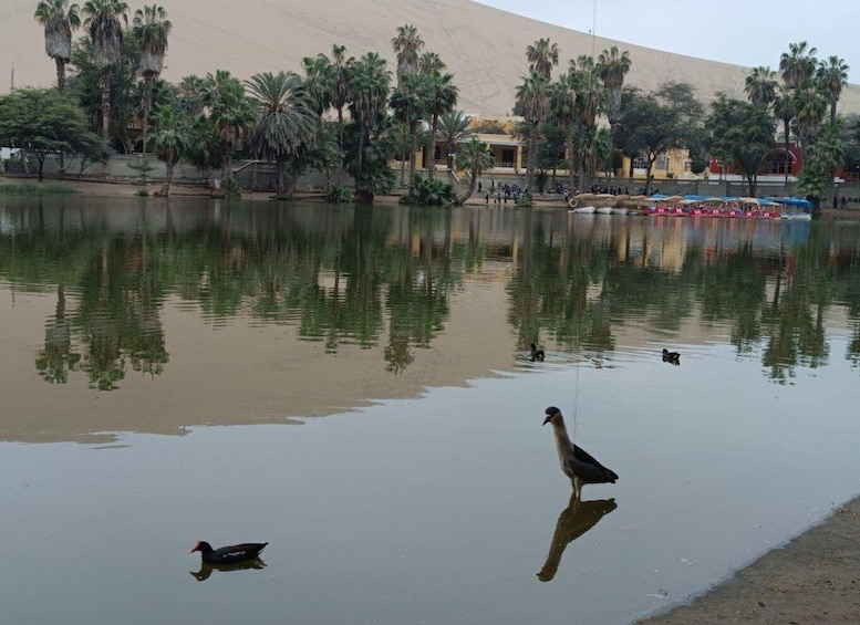 Picture 4 for Activity ICA: City Tour of Ica and Huacachina