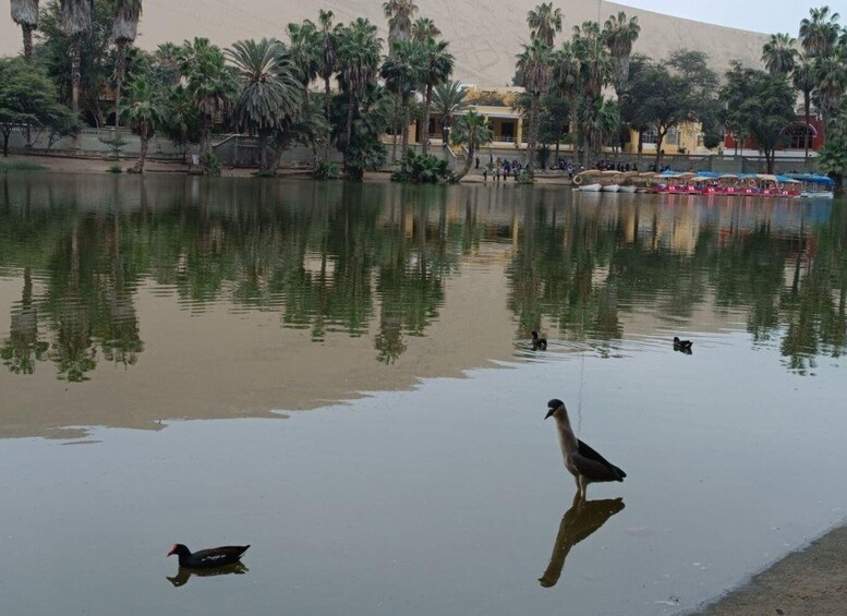 Picture 4 for Activity ICA: City Tour of Ica and Huacachina