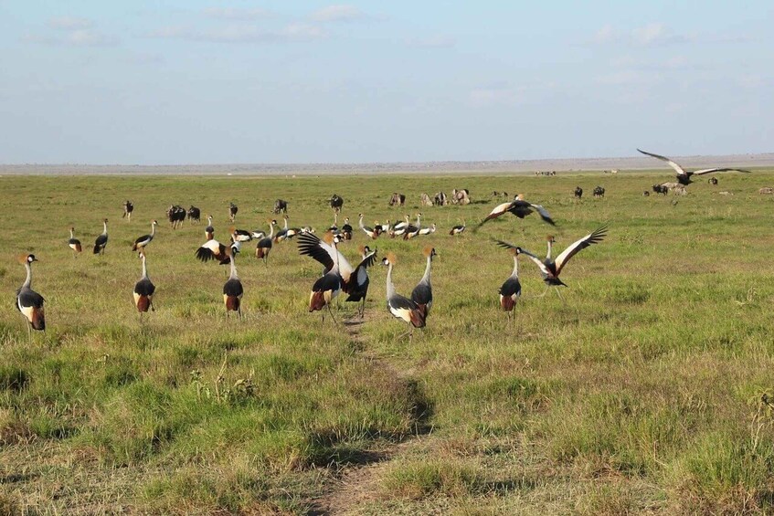 Picture 1 for Activity DAY Tour to Tsavo East Park National from Malindi