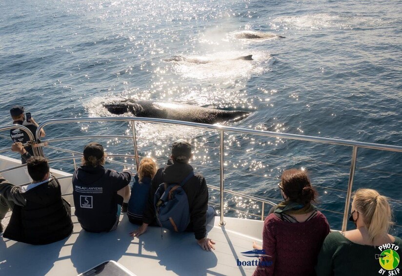 Picture 2 for Activity Gold Coast: Whale Watching Guided Tour on a Superyacht