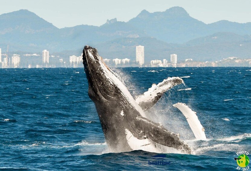 Picture 6 for Activity Gold Coast: Whale Watching Guided Tour on a Superyacht