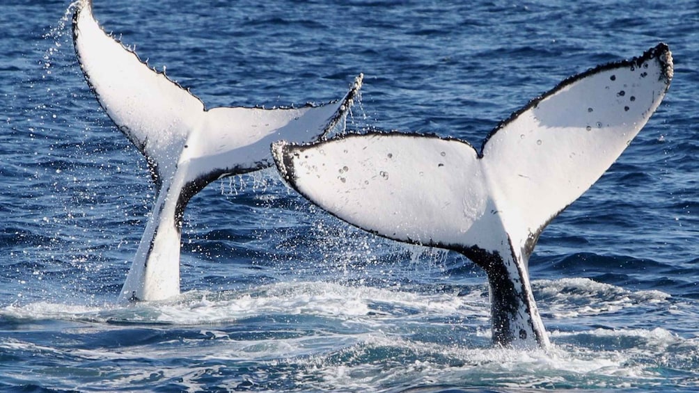 Picture 25 for Activity Gold Coast: Whale Watching Guided Tour on a Superyacht