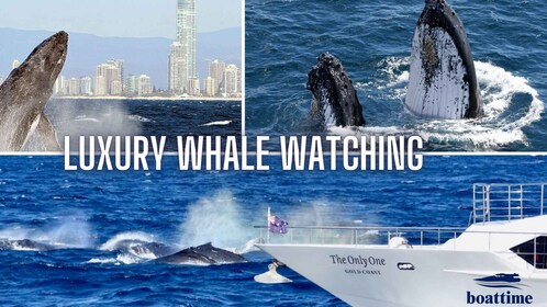 Gold Coast: Whale Watching Guided Tour on a Superyacht