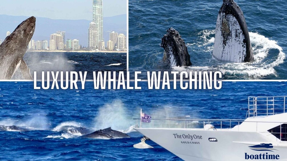 Gold Coast: Whale Watching Guided Tour on a Superyacht