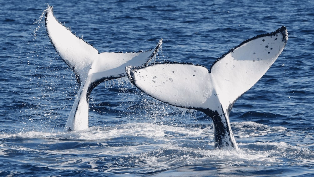 Picture 25 for Activity Gold Coast: Whale Watching Guided Tour on a Superyacht