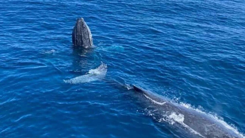 Picture 13 for Activity Gold Coast: Whale Watching Guided Tour on a Superyacht