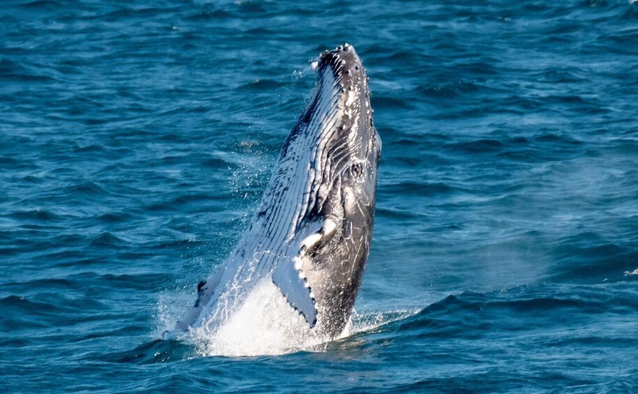 Picture 1 for Activity Gold Coast: Whale Watching Guided Tour on a Superyacht