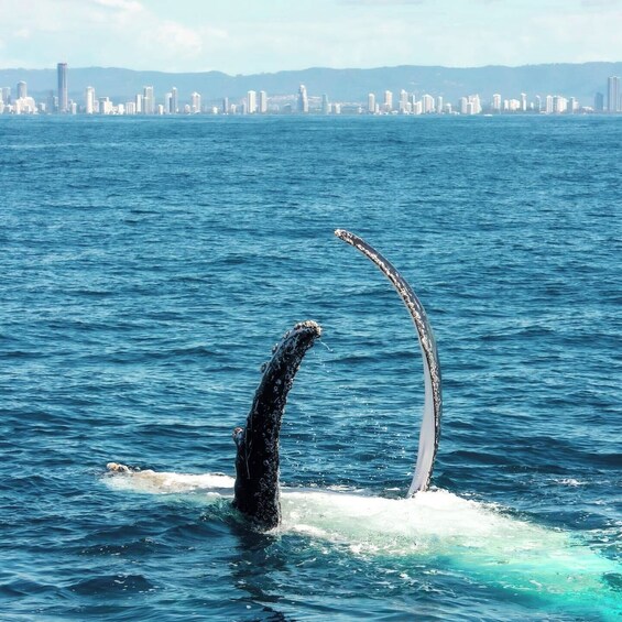 Picture 4 for Activity Gold Coast: Whale Watching Guided Tour on a Superyacht