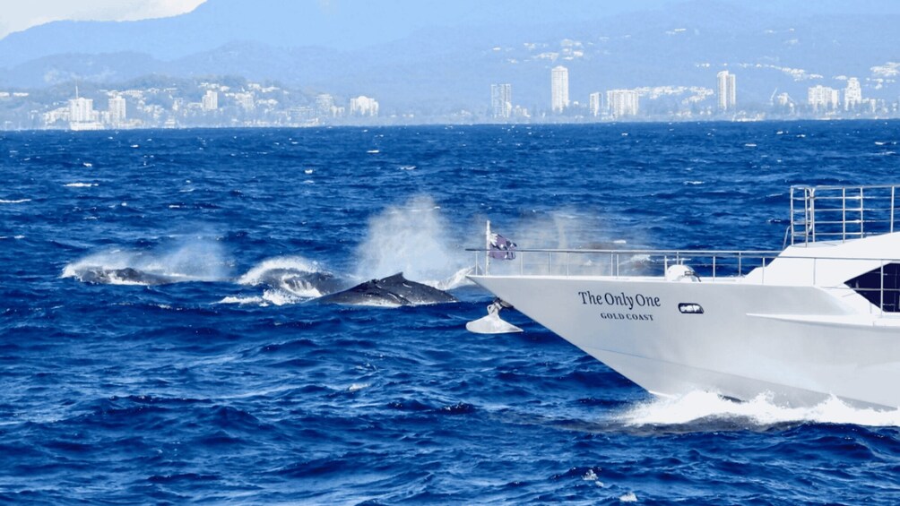 Picture 20 for Activity Gold Coast: Whale Watching Guided Tour on a Superyacht