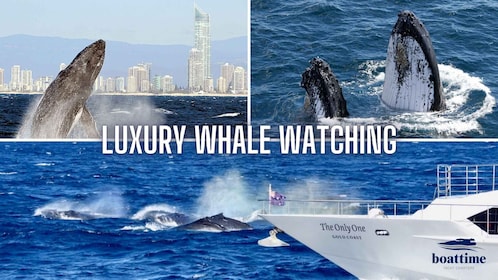 Gold Coast: Whale Watching Guided Tour on a Superyacht