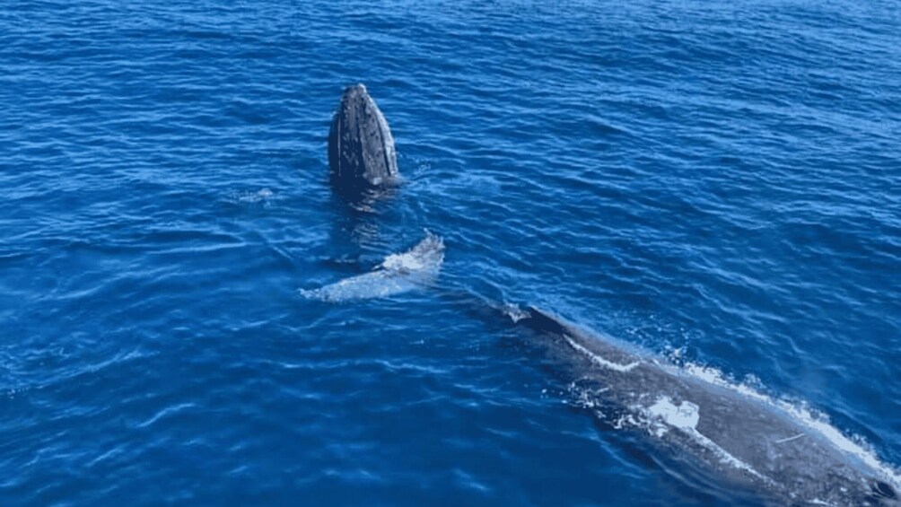 Picture 13 for Activity Gold Coast: Whale Watching Guided Tour on a Superyacht