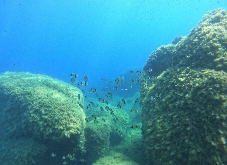 Picture 2 for Activity Villasimius: Scuba Dive in Capo Carbona without Certificate