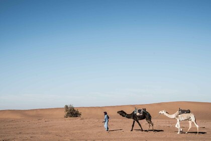 Fez Desert Discovery: 2 dagar, 1 natt - Bra erbjudande!