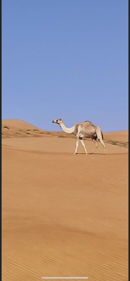 Picture 4 for Activity Magical Desert Safari By Land Cruise in Empty Quarter