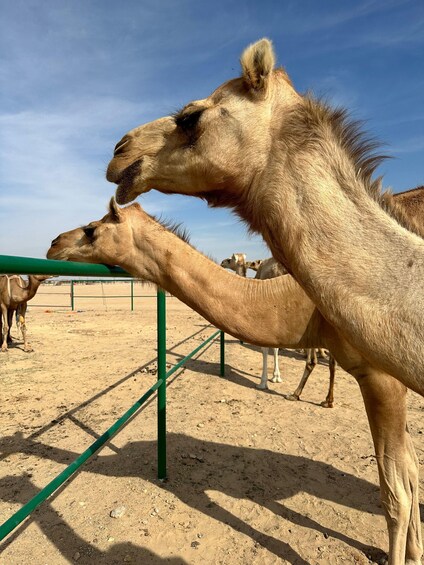 Picture 7 for Activity Magical Desert Safari By Land Cruise in Empty Quarter