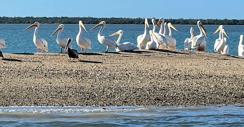 Island Paradise: Dolphin, Shelling, Birding Eco Boat Tour