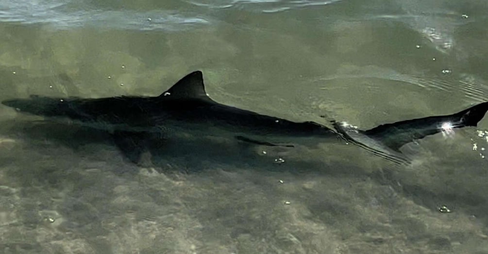 Picture 3 for Activity Island Paradise: Dolphin, Shelling, Birding Eco Boat Tour