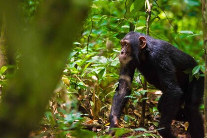 Uganda: Highlights tour with Gorillas, Boat safaris & nature